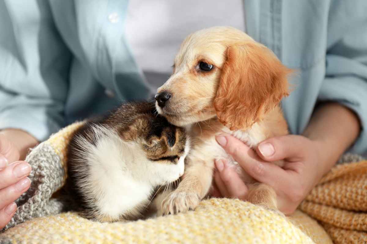 vaccination-timeline-puppies-kittens