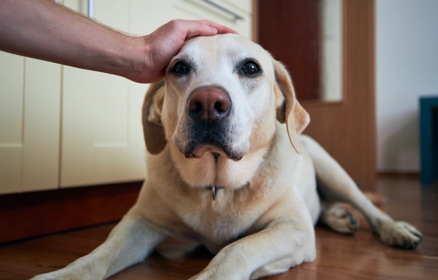 Yellow Labrador Retriever lying on the floor while a person gently pets its head.