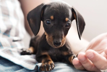 urgent pet care